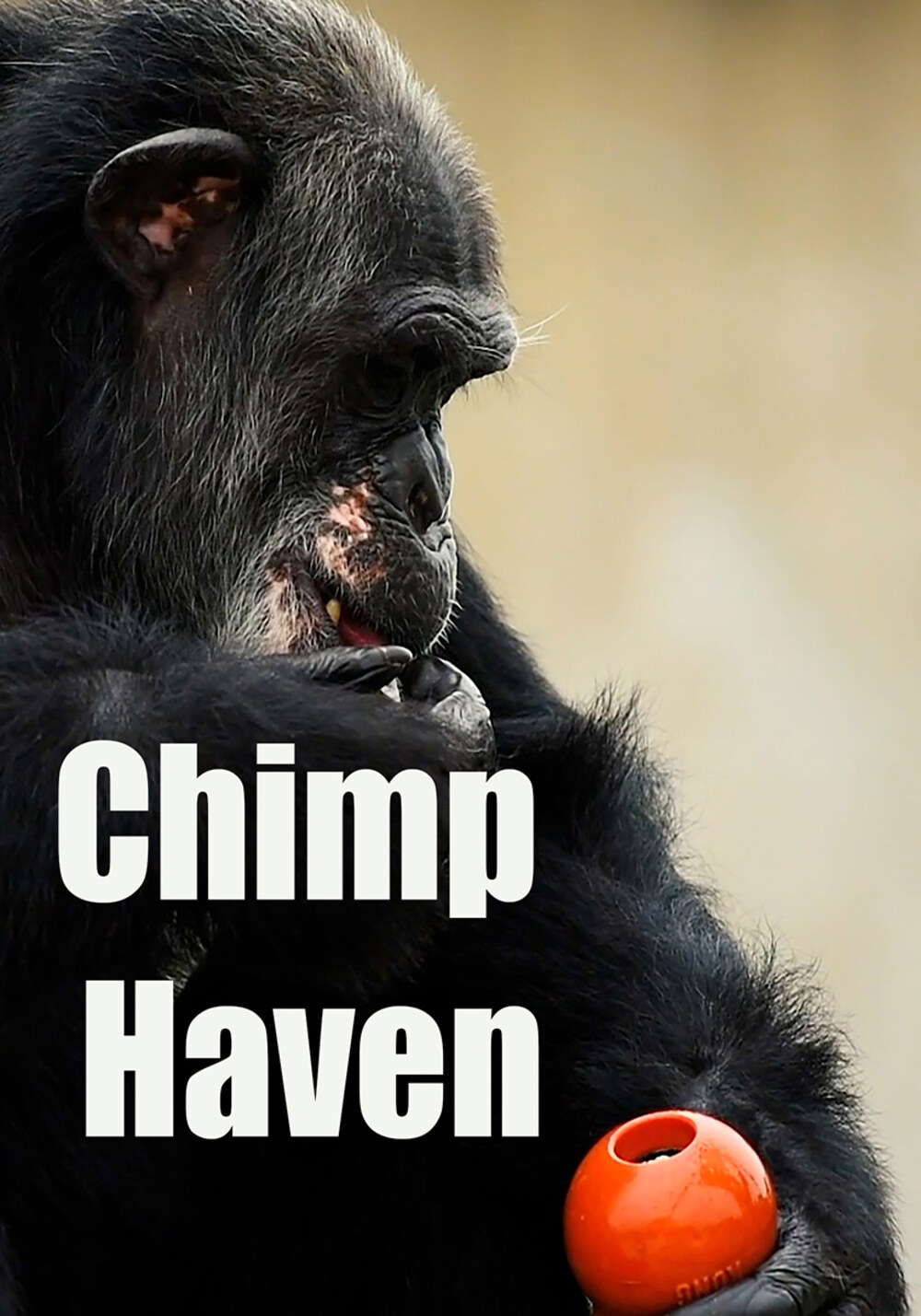K5097 - Chimp Haven