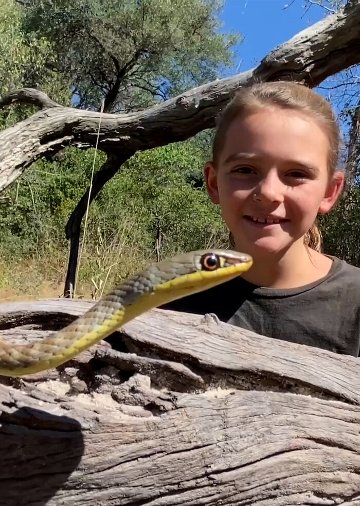 K5109 - On Safari With Nala - Yellow Bellied Sand Snake