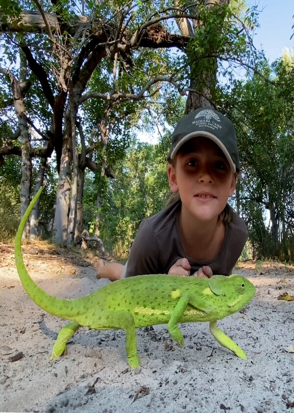 K5117 - On Safari with Nala - Chameleon