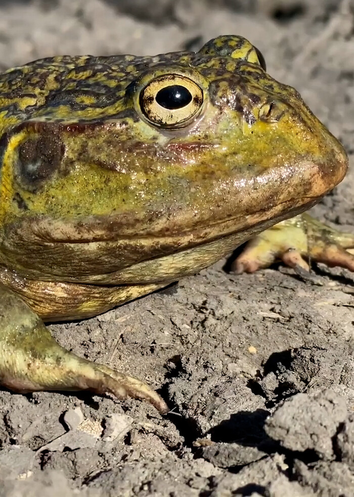 K5118 - On Safari With Nala - African Bull Frog