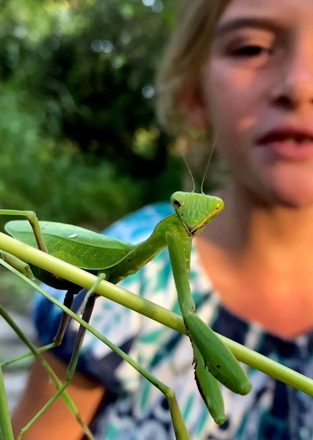 K5120 - On Safari with Nala - Praying Mantis