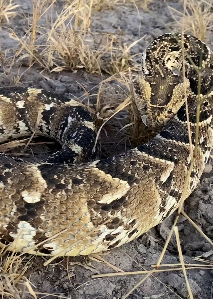 K5121 - On Safari with Nala - Puff Adder