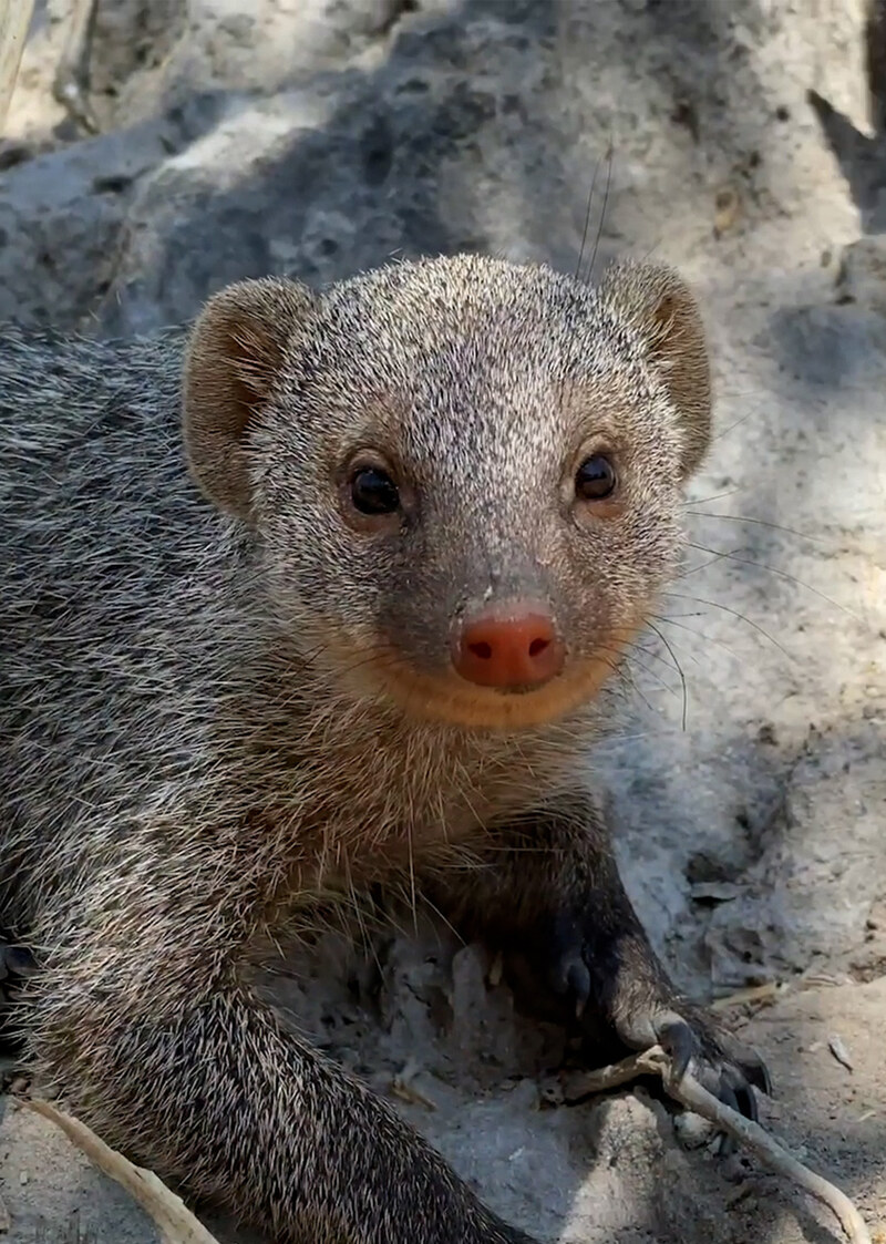 K5123 - On Safari with Nala - Banded Mongoose