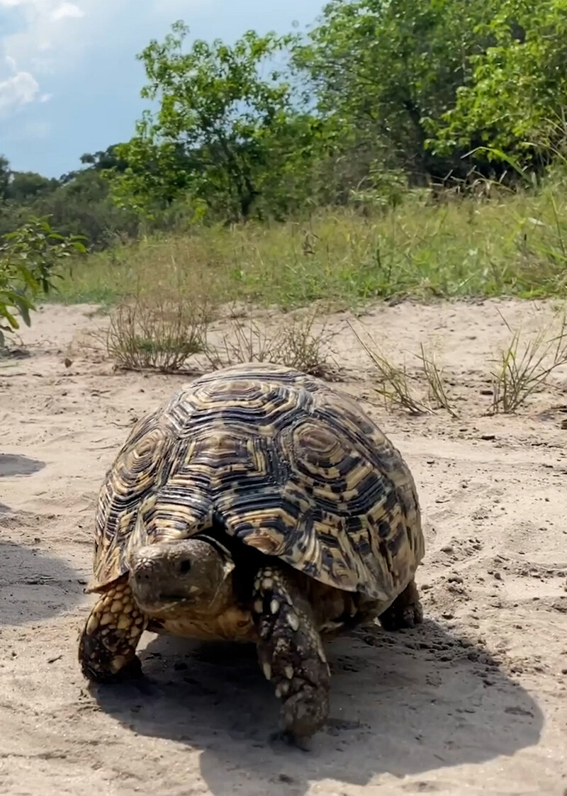 K5126 - On Safari with Nala - Leopard Tortoise