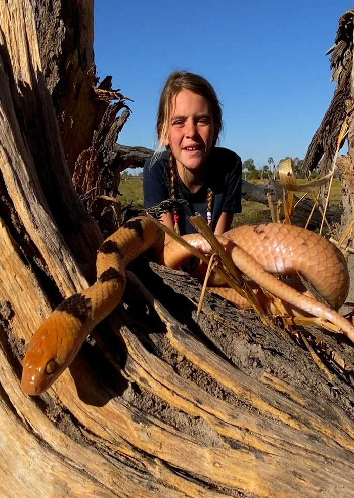 K5130 - On Safari with Nala - Tiger Snake