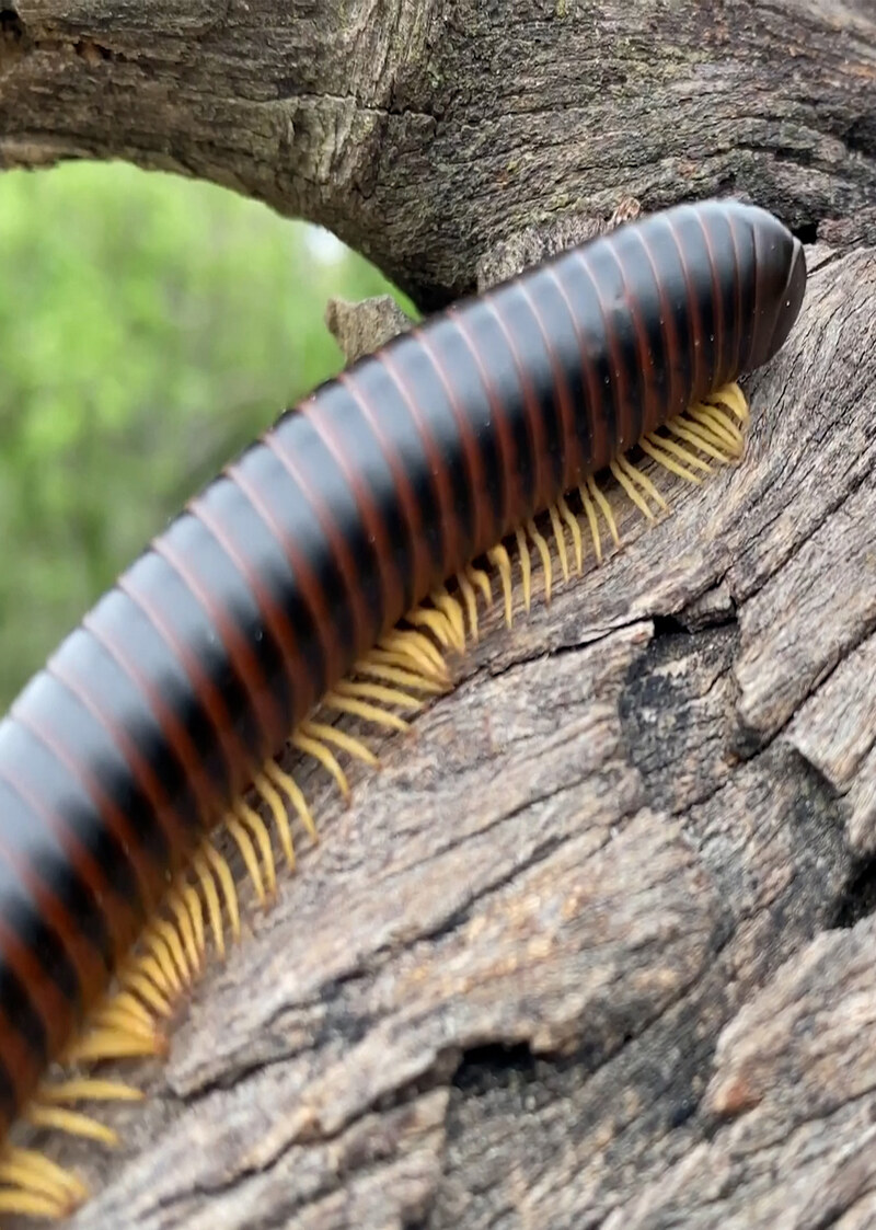 K5131 - On Safari with Nala - Millipedes