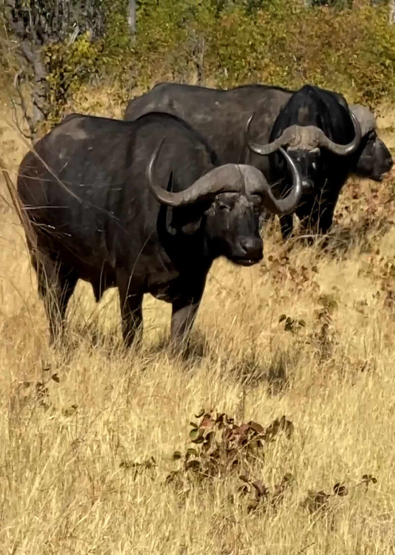 K5133 - On Safari with Nala - Cape Buffalo