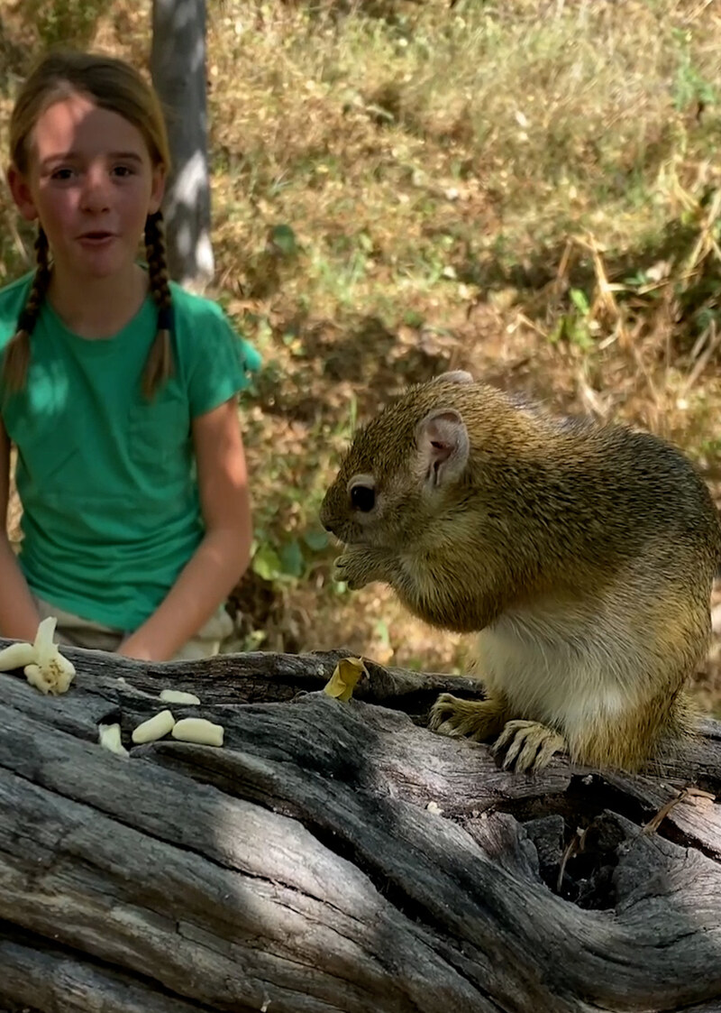 K5137 - On Safari With Nala - Tree Squirrel