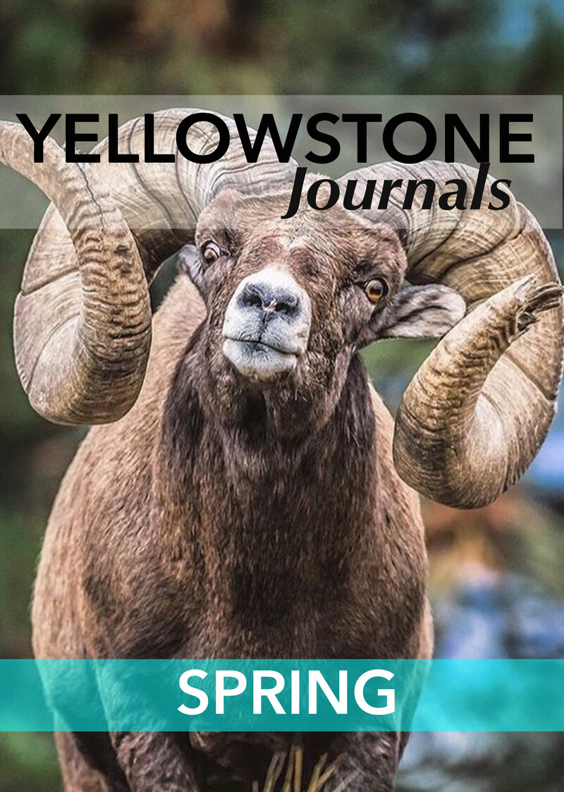 KB7047 - Yellowstone Journals - Spring