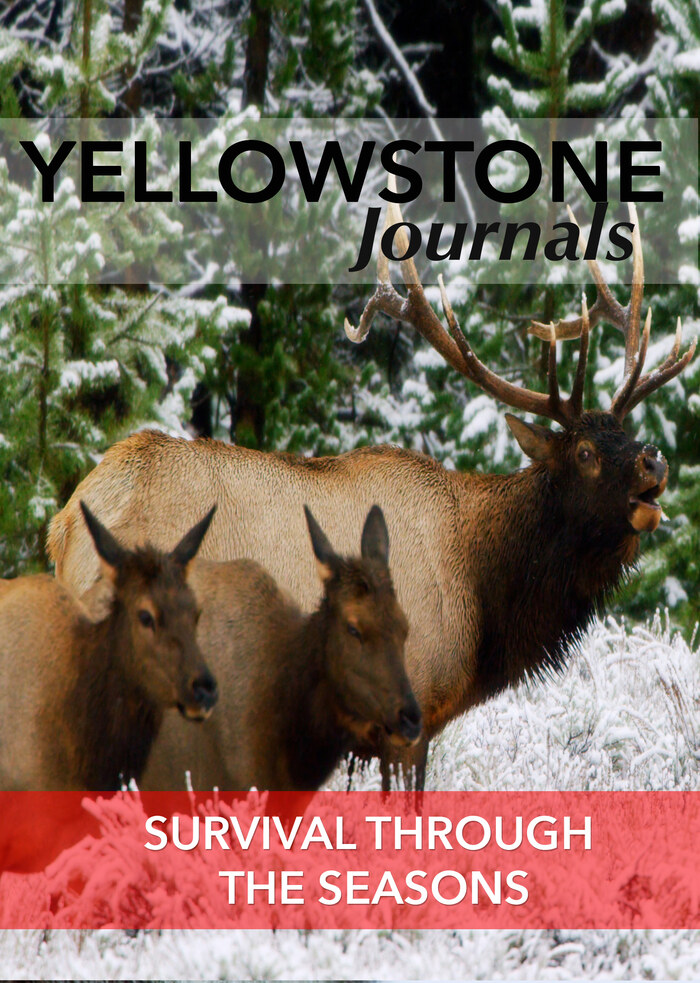 KB7048 - Yellowstone Journals - Survival through the Seasons