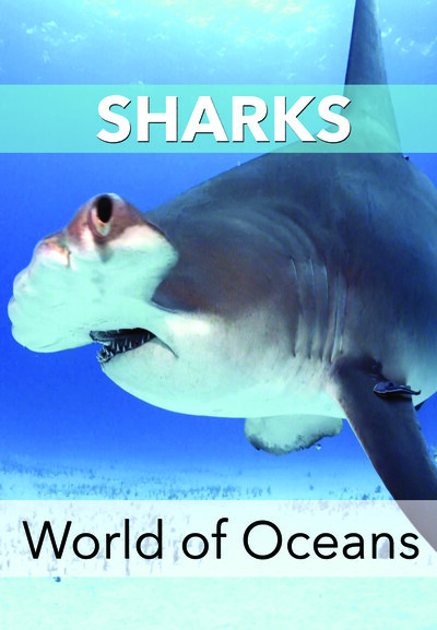 KB7052 - World of Oceans - Sharks