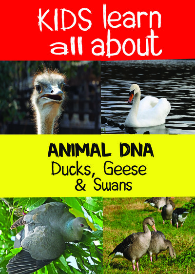 KB9211 - Kids Learn All About - Ducks, Geese & Swans