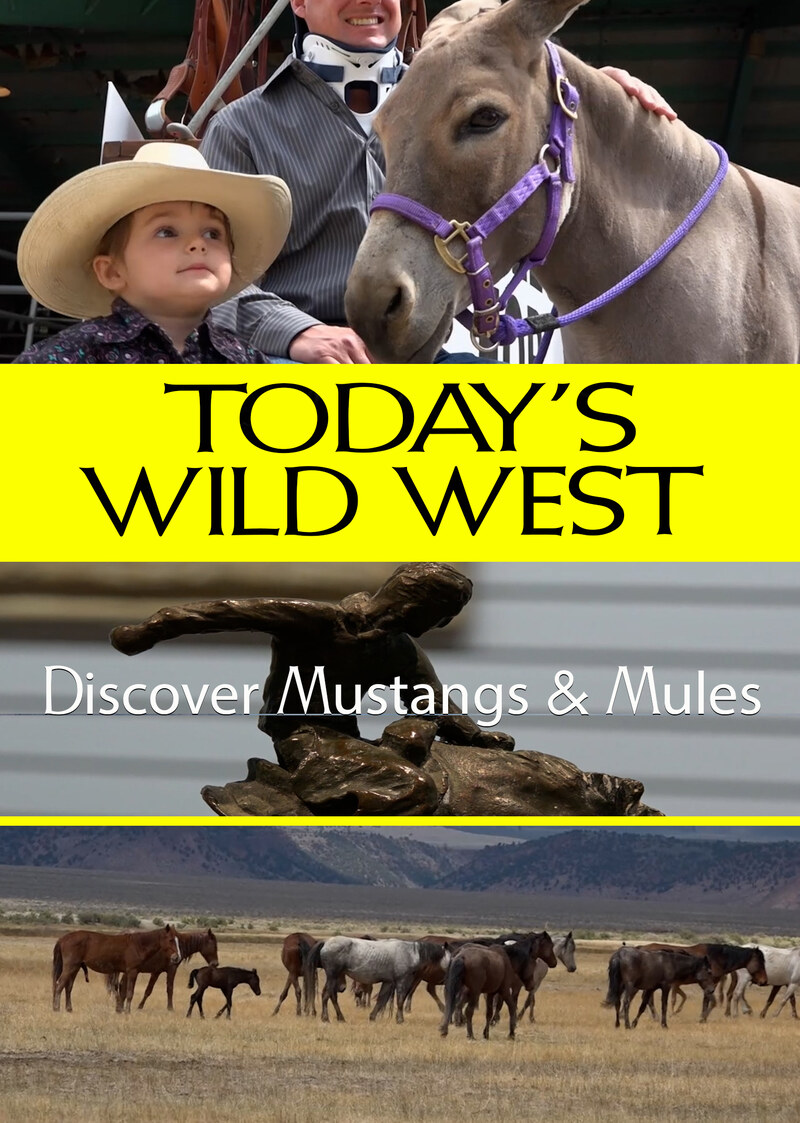 T7133 - Discover Mustangs & Mules